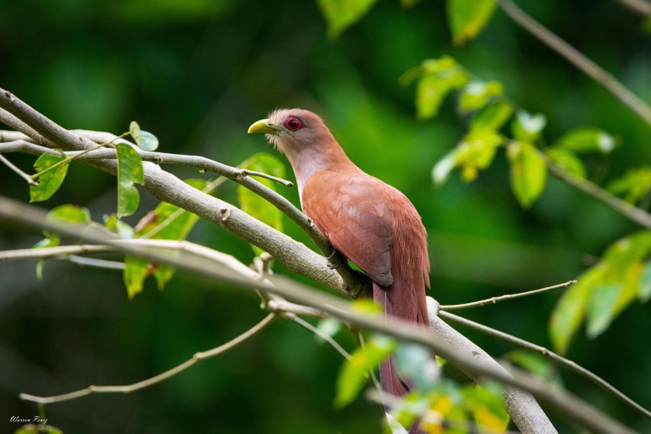 Shimiyacu Amazon Lodge Tarapoto Kültér fotó
